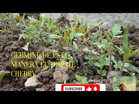 Cómo germinar tomate