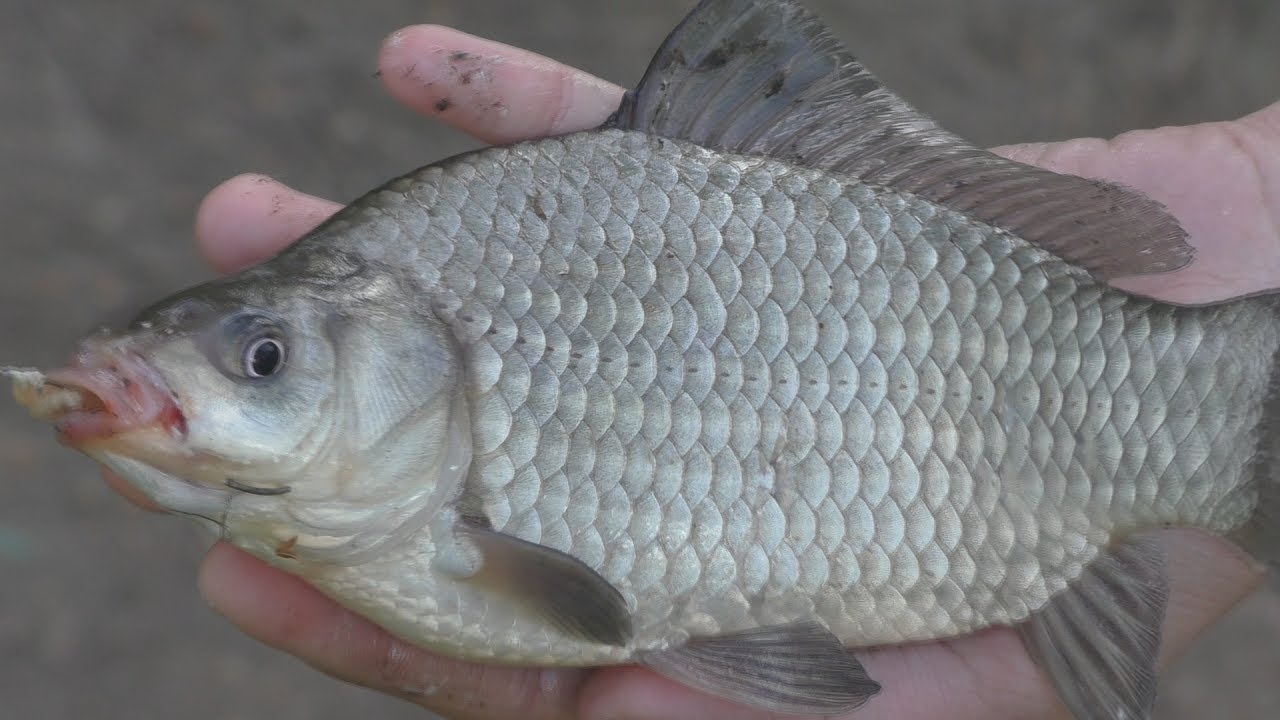 Рыбалка. Ловля карася на водохранилище. My fishing.