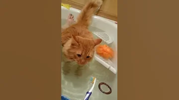 Кот в ванной,ныряет за резинкой!