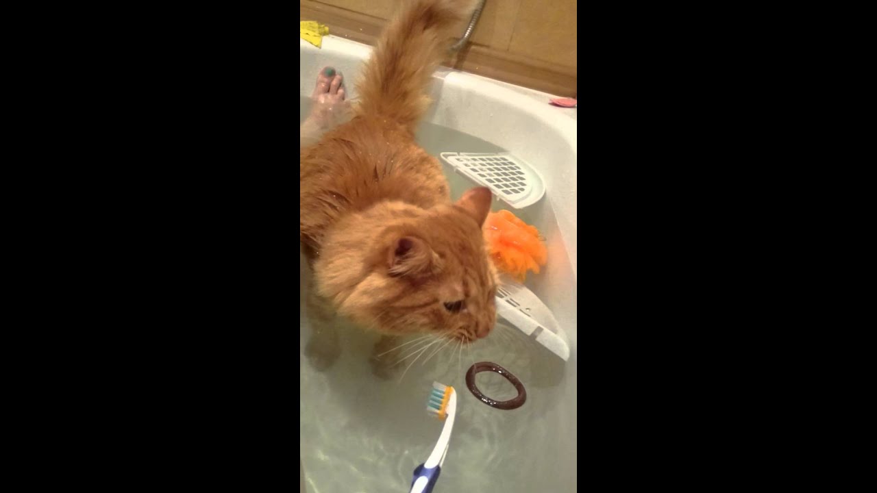 Видео кота в ванной. Кот в ванне. Кот ныряющий в ванну. Говорящие коты в ванной. Кот с резинкой.