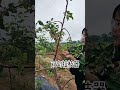 Simple Farming Clip for Orchard Support 🌿 #Shorts #AgricultureLife
