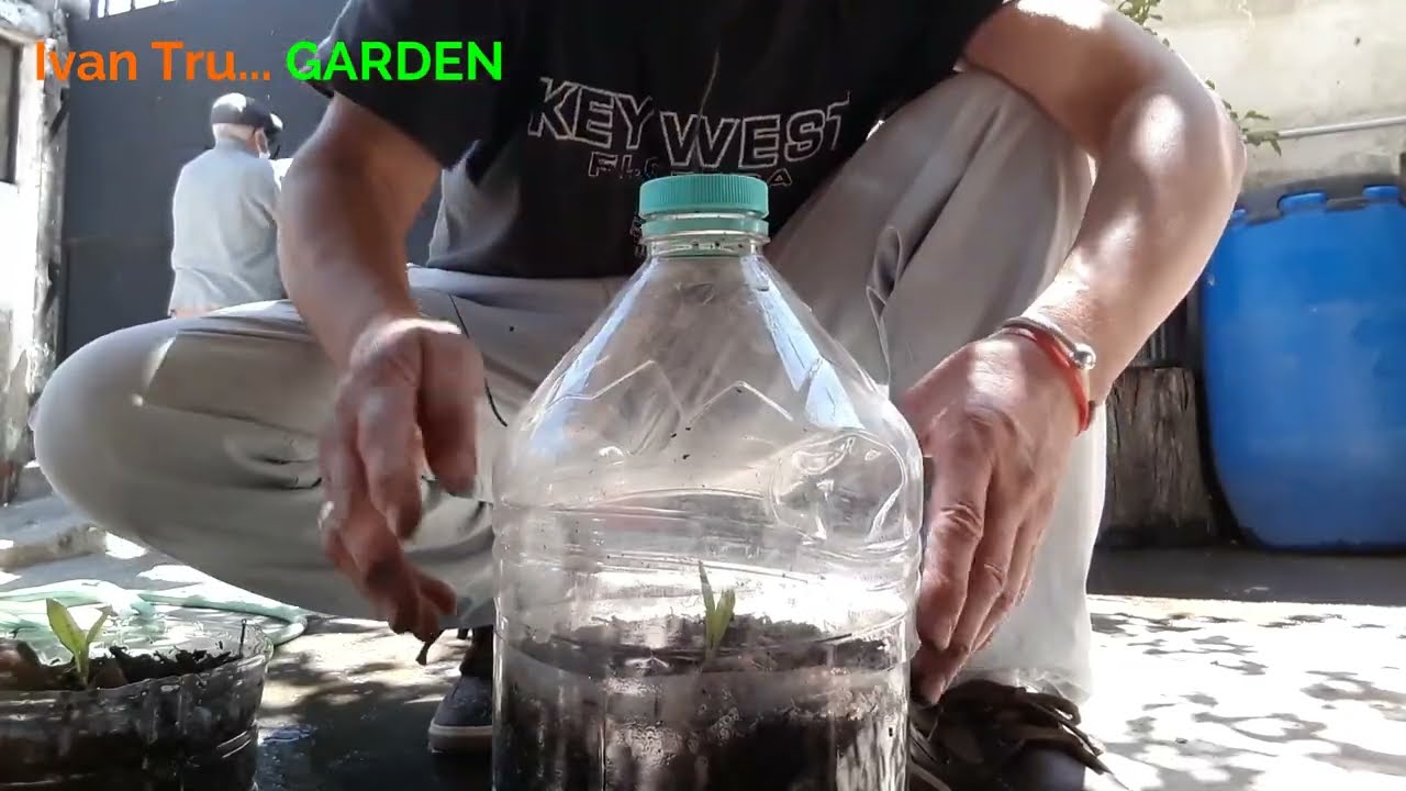 Como Hacer Un Invernadero De Botellón Plástico - Microclima Paso A Paso