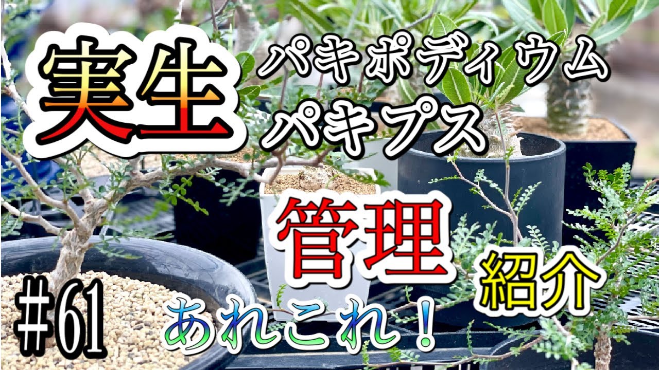 『塊根植物/コーデックス』実生パキポディウム＆実生パキプスの管理＆紹介＆苦労話やあれこれ！！