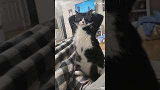 Cat dancing #cat #dance #jesus #strangerthings #trending
