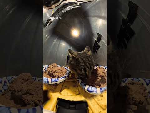 Last day of-20C , all of them alive :) • winter cat care • real life rescue @insta360