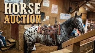 I WENT TO ANOTHER HORSE AUCTION!! THIS APPALOOSA WAS STUNNING