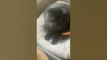 Java Beans doing cat labor#JavaBeans