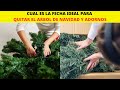 Cuando es la fecha ideal para quitar el árbol de Navidad.