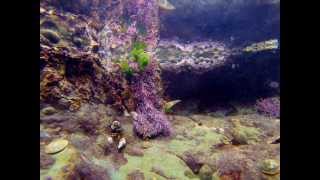 Amazing Hermit Crab Footage