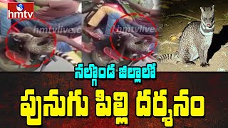 నల్గొండ జిల్లాలో పునుగు పిల్లి దర్శనం | Nalgonda Dist | hmtv