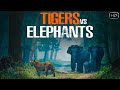कौन है सबसे शक्तिशाली हाथी या शेर  | Tigers Vs Elephants