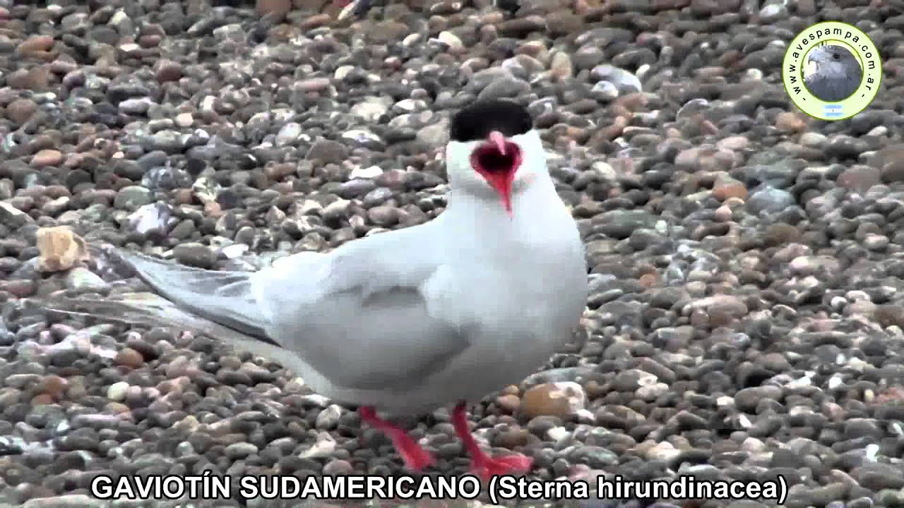 Gaviotin Sudamericano Sterna hirundinacea1