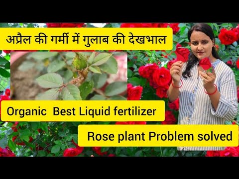 अप्रैल की गर्मी में गुलाब की देखभाल करे ||Rose Basal Shoot/rose sucker all Problem solved||🌹#rose#yt