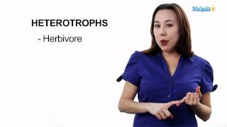 Autotroph contre hétérotrophe