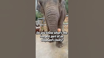 Do you know what‘s the longest part of an elephant’s body?#elephant