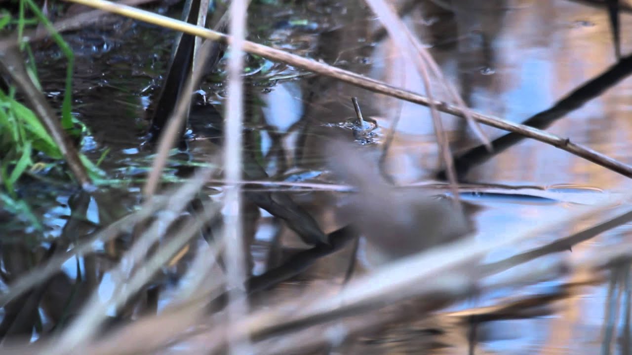 A December Eurasian Reed-warbler (Acrocephalus scirpaceus) in