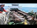 How to Transport Millions Cow, Goat, Sheep, Pig - Modern Export Technology by Big Cargo Ships