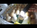 ІНКУБАЦІЯ. Якість інкубаційного яйця / Незапліднені яйця перевіряємо ліхтариком.