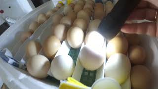 ІНКУБАЦІЯ. Якість інкубаційного яйця / Незапліднені яйця перевіряємо ліхтариком.