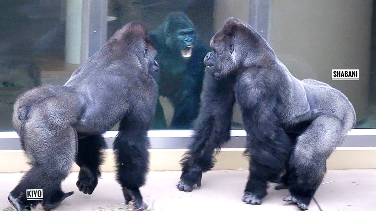 Самка гориллы пытается остановить возбужденных самцов | Группа Шабани