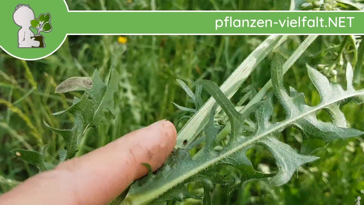 WiesenPippau Blätter/Wurzel 07.05.18 (Crepis biennis) essbare