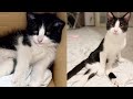 下半身麻痺の猫を保護して半年が経った