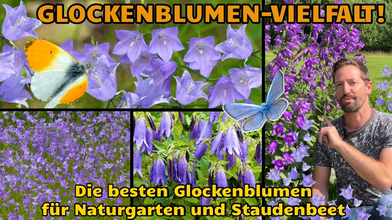 Glockenblumen: Die besten Sorten für Naturgarten und Staudenbeet! Die Gattung Campanula im Portrait
