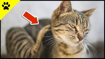 React IMMEDIATELY When Your Cat Does THIS! | Fleas in cats