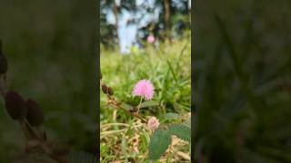 Close Cam #trendingshorts #nature #travel #nature #flowers #trending #village #viral #viralshorts