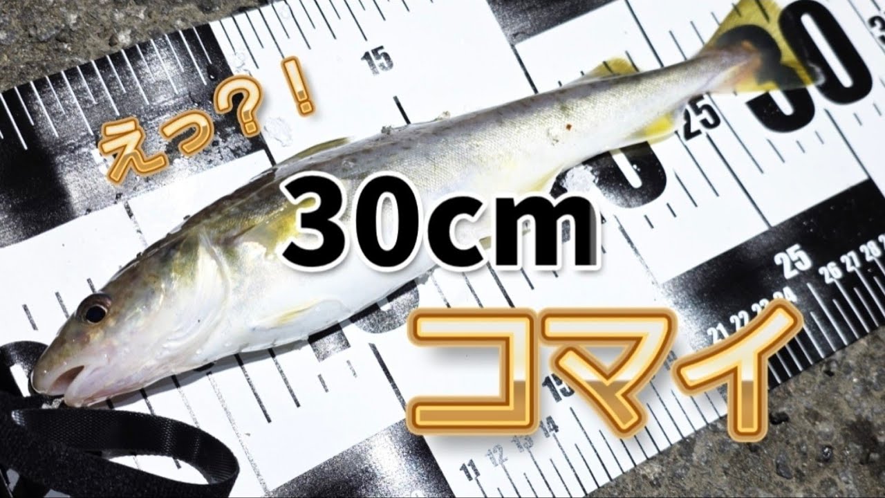 【北海道 釣り】小樽 えっ？！30cmコマイ釣れたんだけど 