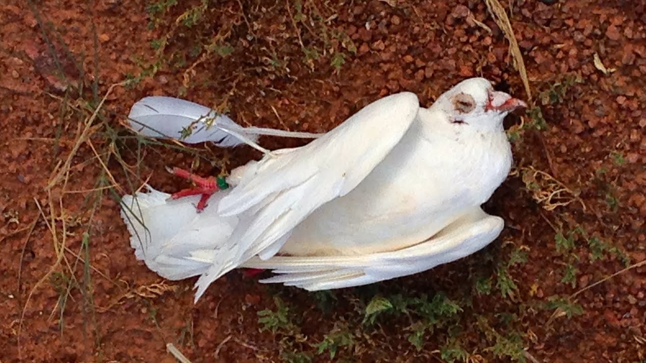 horseshoe bend US Senator James Inhofe Holds Cruel Fundraiser