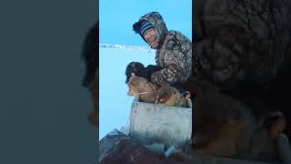 #igloolik #nunavut #dog #dogteams