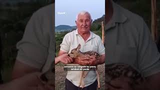 Keçi Sütüyle Beslenen Yavru Ceylan