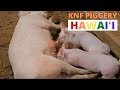 Sustainable Korean Natural Pig Farming Hawaii, No Smell & More Humane