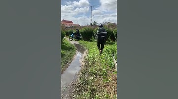 Hoa Cúc Đại Đoá Tết 2023 Khu T Tí Dãnh 2 Thọ Bé 23/10 ÂL D 1M2 1M 85 60 CÔNG TY CP SX HOA CÚC A NHÀN