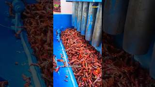 🔥 Masala Business 2026 | Tray Dryer Machine से Haldi Mirch Dhaniya Drying Process 🌶️