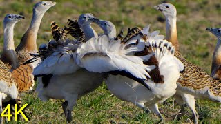 Großtrappe im März 2024 in Brandenburg -- Great Bustard in Brandenburg/ Germany March 2024