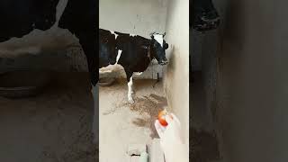 अहा टमाटर बड़े मजेदार #cow #animals #shortvideo #gaai #ytshorts #shortsfeed #gauseva