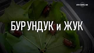 Бурундук и жук