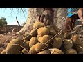 Afrique du sud le fruit du baobab au bonheur des dames