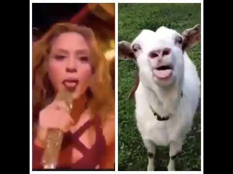 Shakira Goat|Super Bowl - YouTube