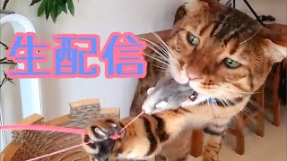 【生配信7/4】パパさん不在ですが頑張ります生配信🐈📹