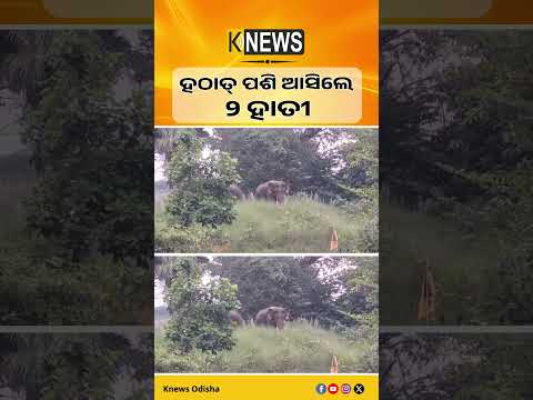 Slug- ଆନନ୍ଦପୁର ବ୍ୟାରେଜ ନିକଟ କୁମୁଣିଆ ଗାଁରେ ପଶିଲେ ୨ଟି ହାତୀ। Wild Elephant | Knews Odisha
