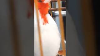 7 de fevereiro de 2026