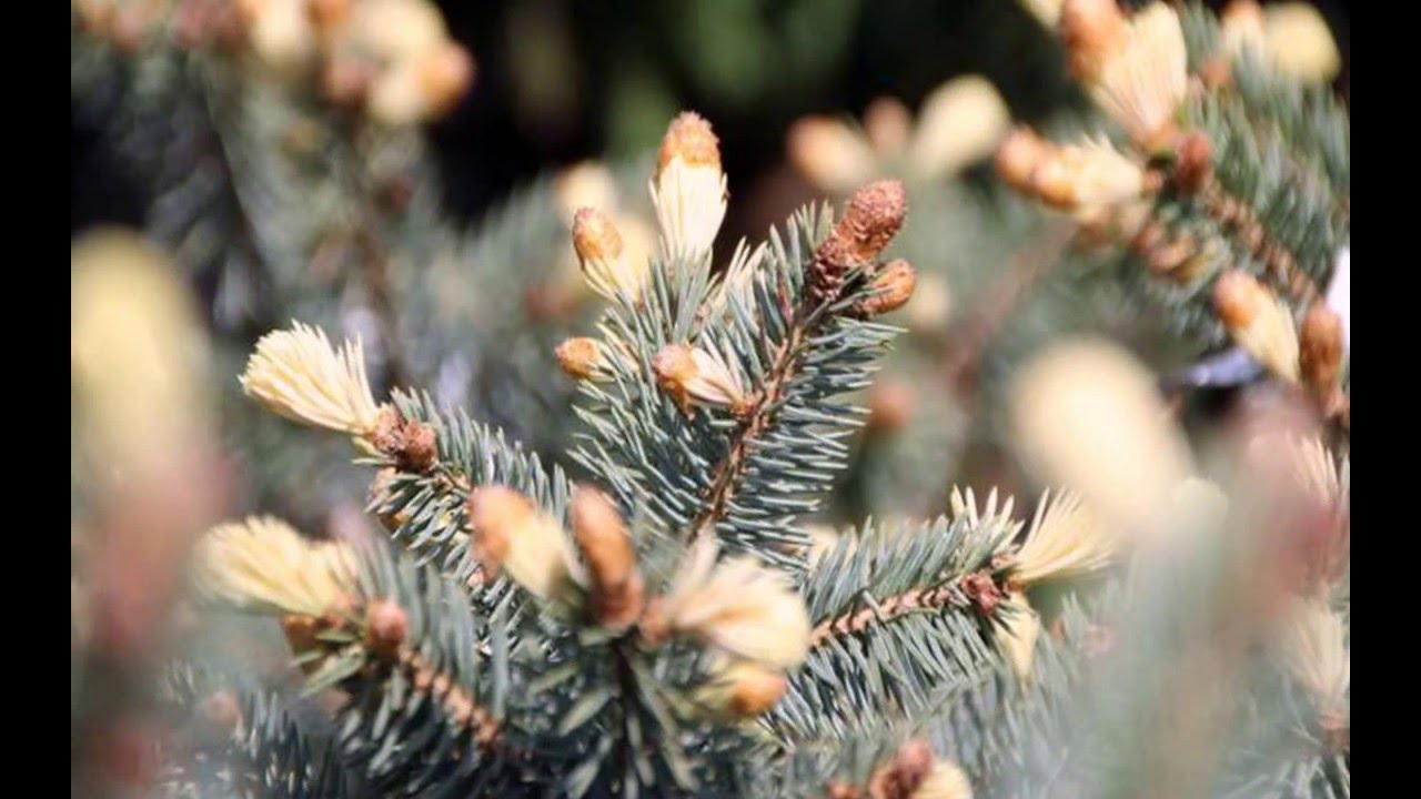 ЕЛЬ БЕЛОБОК