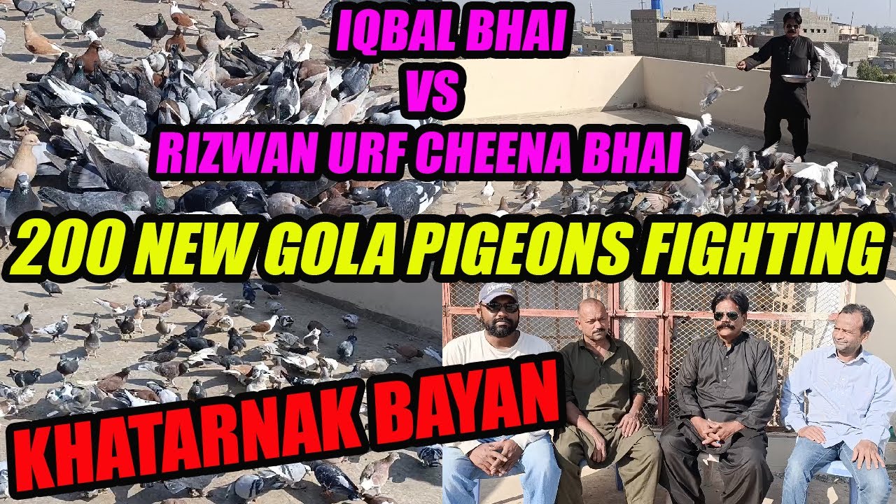 200+200 Gola Pigeons Fight Koray Kabooter Larrayya Iqbal Bhai VS  Rizwan Cheena Bhai Khol Band DAY-2