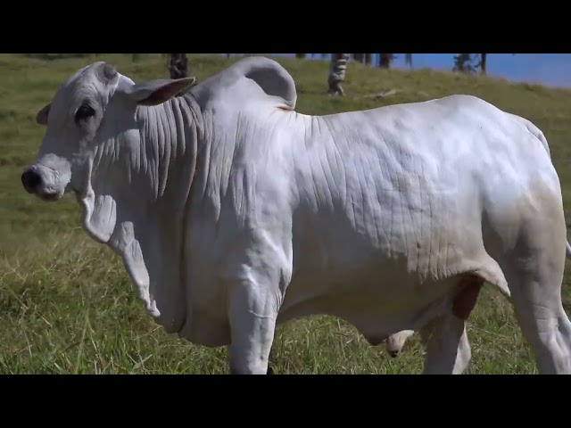 Lote 39   Leilão Touros Fazenda Santa Tereza