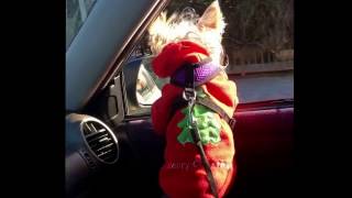 Jan 28, 2017 Yorkie Loves To Ride ;) #Shorts