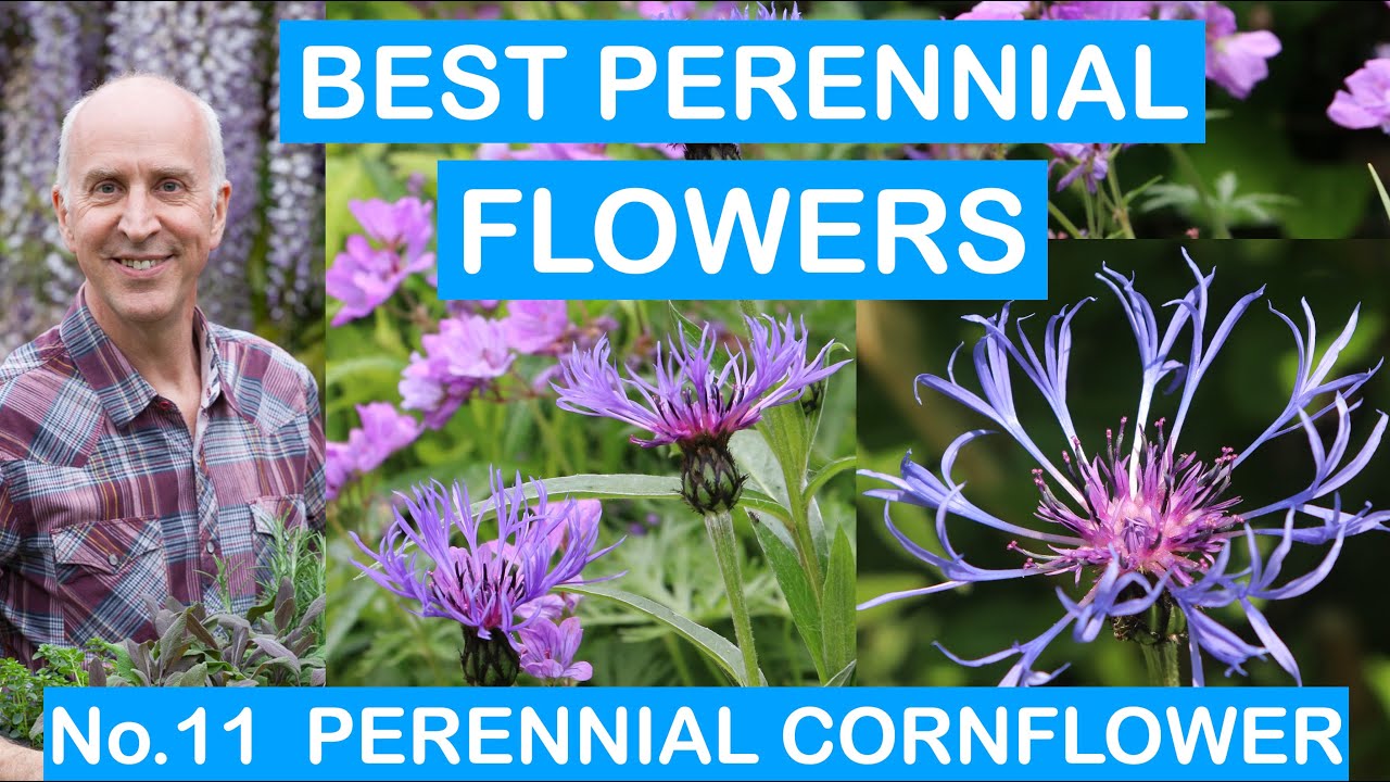 BEST PERENNIAL FLOWERS No.11 PERENNIAL CORNFLOWER; CEMTAUREA; EASY TO GROW; MONTHS OF COLOUR; HARDY
