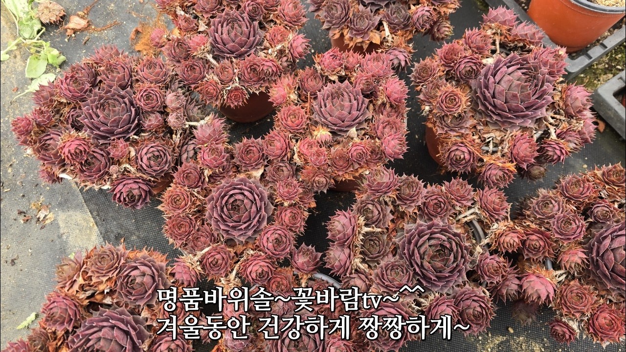 26 03 06 짱짱하게 단련시킨 꽃바람바위솔 #꽃바람 #다육이 #식물 #트로트